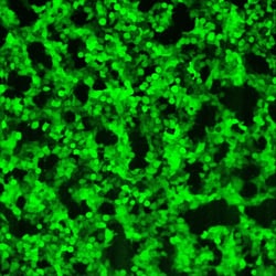 Montana Molecular mNeonGreen Green Fluorescent Protein BacMam