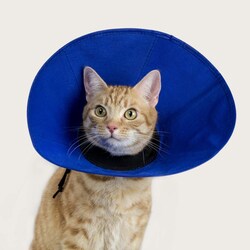 Med Vet International KVP Ez Soft Collar, 5.5in. - 12.25in., Blue