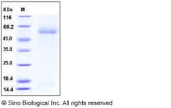 Sino Biological Recombinant Mouse MARCO Protein (His Tag), Quantity: Each