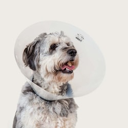Med Vet International Elizabethan Collar, 13-1/2in. - 17in. Neck Circumference, Clear