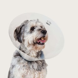 Med Vet International Elizabethan Collar, 17in. - 22-1/2in. Neck Circumference, Clear