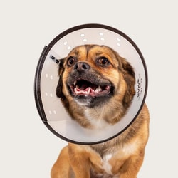 Med Vet International Saf-T-Clear Collar, 9.25