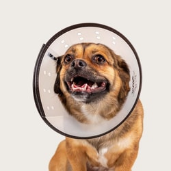 Med Vet International Saf-T-Clear Collar, 12in , 19-25-in Neck Circumference