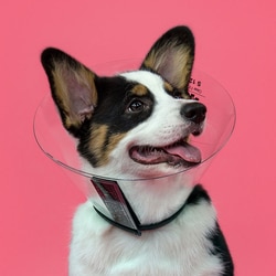 Med Vet International Elizabethan Collar, 9in. - 12-1/2in. Neck Circumference, Clear