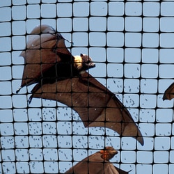 MSC&nbsp;Bird-X Bird Netting, Polypropylene, 1/2 in Mesh, 200 ft x 14 ft