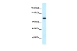 Aviva Systems Biology Corp Mcm10 Antibody - N-terminal region (ARP36665_P050)