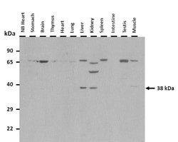 Aviva Systems Biology Corp Klf2 Antibody - N-terminal region (ARP36906_P050)