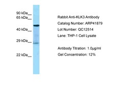 Aviva Systems Biology Corp KLK3 Antibody - middle region (ARP41879_P050)