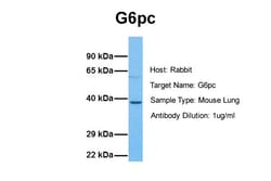 Aviva Systems Biology Corp G6pc Antibody - N-terminal region (ARP44223_P050)