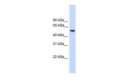Aviva Systems Biology Corp FZR1 Antibody - N-terminal region (ARP51279_P050)