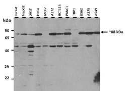 Aviva Systems Biology Corp NOSIP Antibody - middle region (ARP56785_P050)