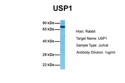 Aviva Systems Biology Corp USP1 Antibody - C-terminal region (ARP59299_P050)