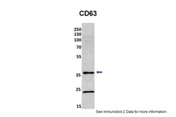 Aviva Systems Biology Corp CD63 Antibody - C-terminal region (ARP60760_P050)
