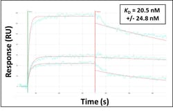 Aviva Systems Biology Corp HEXA Antibody - C-terminal region (ARP61100_P050)