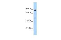 Aviva Systems Biology Corp HOOK1 Antibody - C-terminal region (ARP62086_P050)