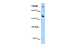 Aviva Systems Biology Corp GDA Antibody - middle region (ARP63054_P050)
