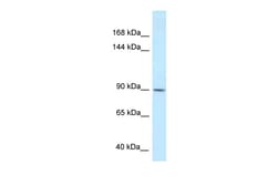 Aviva Systems Biology Corp DACT1 Antibody - middle region (ARP63111_P050)