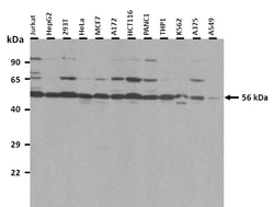 Aviva Systems Biology Corp KMO Antibody - N-terminal region (ARP64018_P050)