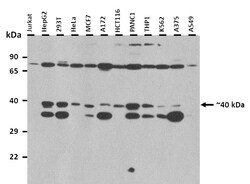Aviva Systems Biology Corp MTNR1B Antibody - N-terminal region (ARP64072_P050)