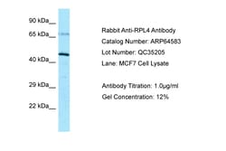 Aviva Systems Biology Corp RPL4 Antibody - C-terminal region (ARP64583_P050)