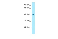 Aviva Systems Biology Corp CCNO Antibody - N-terminal region (ARP64648_P050)
