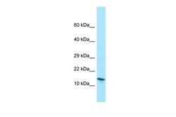 Aviva Systems Biology Corp MRFAP1 Antibody - N-terminal region (ARP65350_P050)