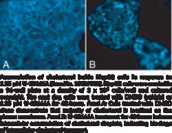 Cayman Chemical&nbsp;Cholesterol CellBased Detecti