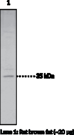 Cayman Chemical&nbsp;Monoacylglycerol Lipase Polyc