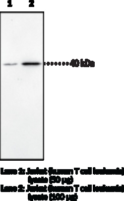 Cayman Chemical CB2 Receptor Polyclonal Antib, Quantity: Each of 1