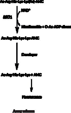 Cayman Chemical SIRT1 Direct Fluorescent Scre