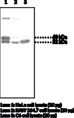 Cayman Chemical&nbsp;Programmed Cell Death Protein