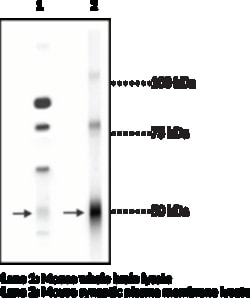 Cayman Chemical&nbsp;GABAA Receptor  subunit  NTe