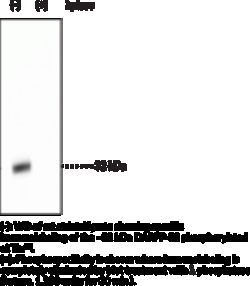 Cayman Chemical&nbsp;DARPP32  PhosphoThr34 Polyclo
