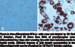 Cayman Chemical&nbsp;Adipogenesis Assay Kit