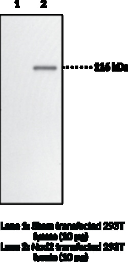 Cayman Chemical Nod2 Monoclonal Antibody Clo, Quantity: Each of 1