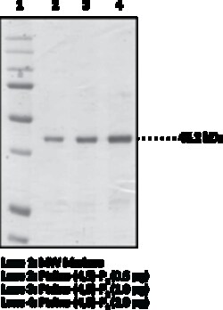 Cayman Chemical&nbsp;PtdIns 4 5P2 Binding Protein