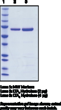 Cayman Chemical Leukotriene A4 Hydrolase  hum