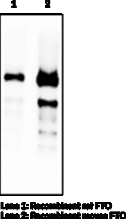 Cayman Chemical FTO mouse Monoclonal Antibod, Quantity: Each of 1