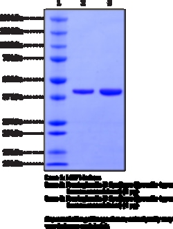Cayman Chemical&nbsp;Prostaglandin D Synthase  lip