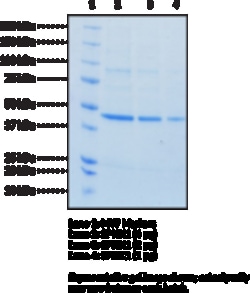 Cayman Chemical&nbsp;Sphingosine Kinase 1  human
