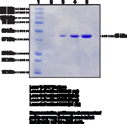Cayman Chemical Formaldehyde Dehydrogenase  P