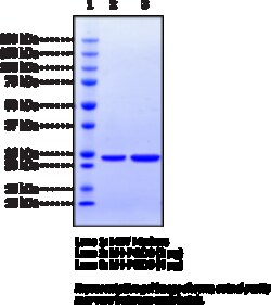 Cayman Chemical&nbsp;Prostaglandin D Synthase  hem