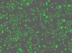 Sartorius&nbsp;Incucyte Labeling Kit