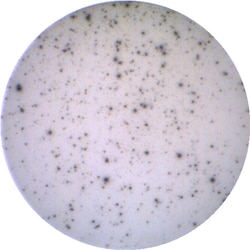 Kingfisher Biotech Inc&nbsp;Canine IL-21 ELISpot - Up to two (2) ELISpot assays