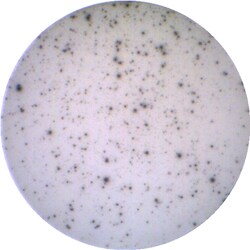 Kingfisher Biotech Inc&nbsp;Caprine CXCL10 ELISpot - Up to two (2) ELISpot assays