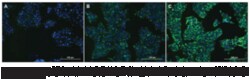 Cayman Chemical&nbsp;LIpId Droplets FluorScence A