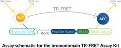 Cayman Chemical&nbsp;BRD4 bromodomaIn 1 TRFRET9600