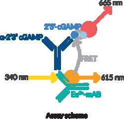 Cayman Chemical&nbsp;cGAS TRFRET InhIbItr Screen