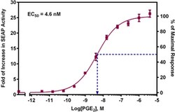 Cayman Chemical&nbsp;EP2 Receptor (human) Reporter Assay Kit, 96 Well