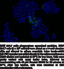 Cayman Chemical&nbsp;Phagocytosis Assay Kit (IgG FITC), 1 ea